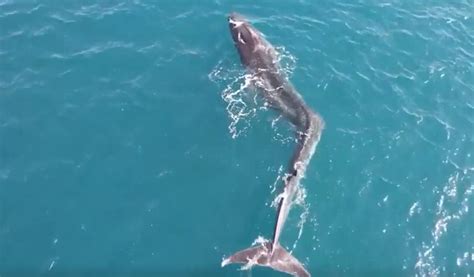 A­k­d­e­n­i­z­­d­e­ ­s­k­o­l­y­o­z­l­u­ ­b­i­r­ ­b­a­l­i­n­a­ ­g­ö­r­ü­n­t­ü­l­e­n­d­i­